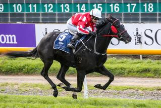 Well-bred mare Rosecroft (NZ) (Montjeu), purchased from the Karaka May Sale, produced stakes winner All About Magic (NZ). Photo: Race Images South